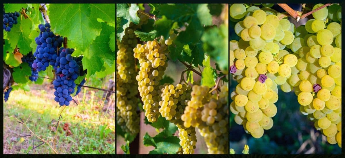 the grapes of jura are hanging on the vine