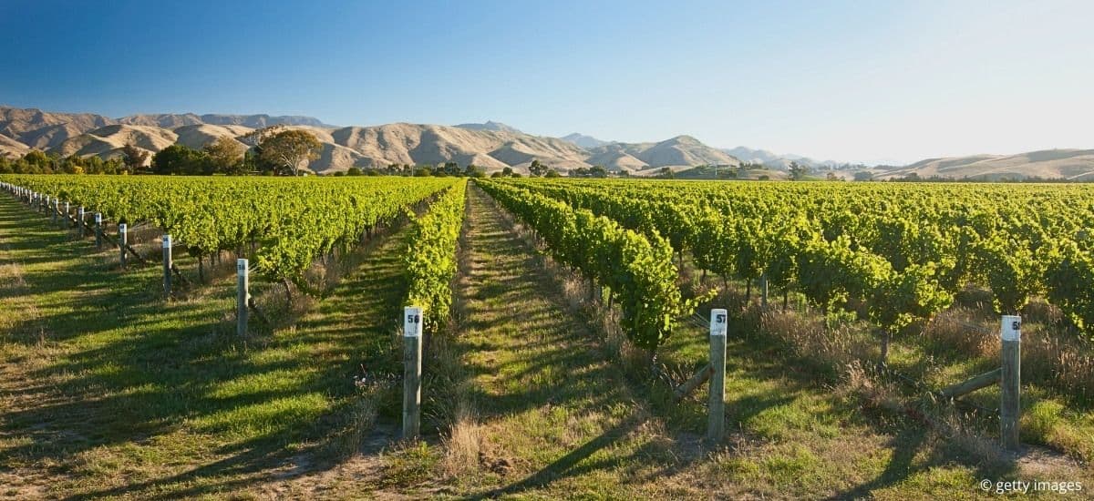 marlborough new zealand and the vineyards perfectly lined up