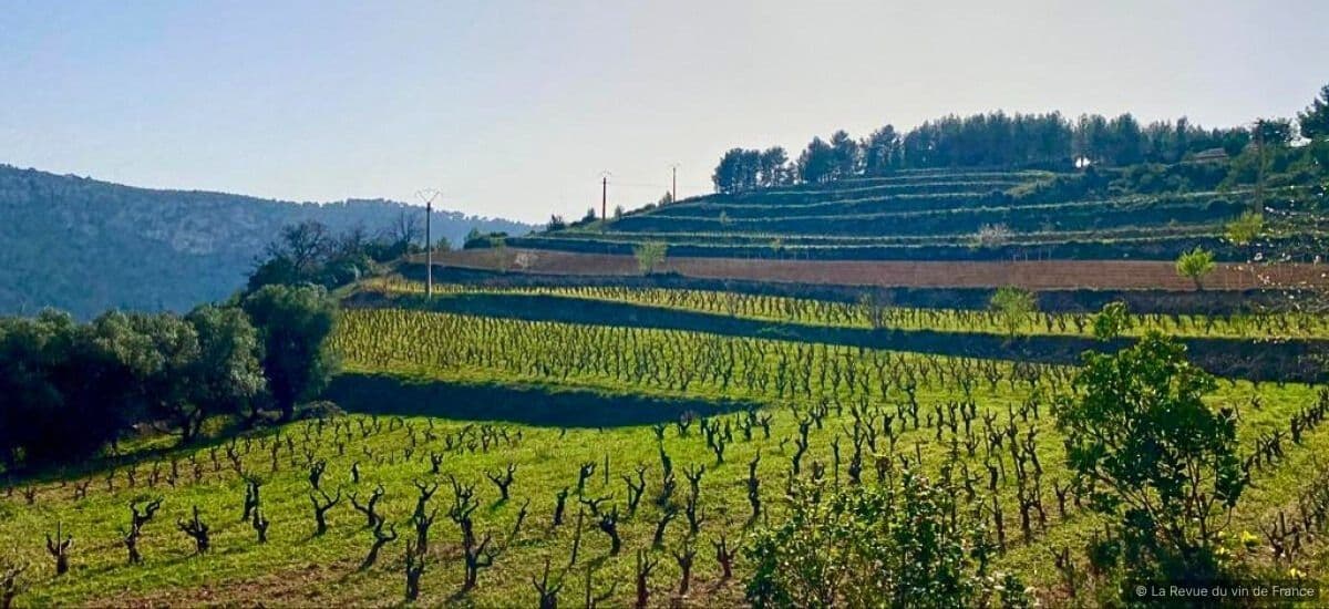 rows of old vines in bandol france