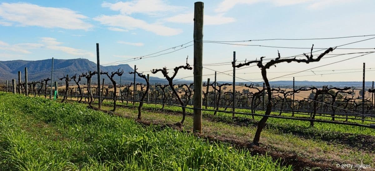 semillon vines in hunter valley australia