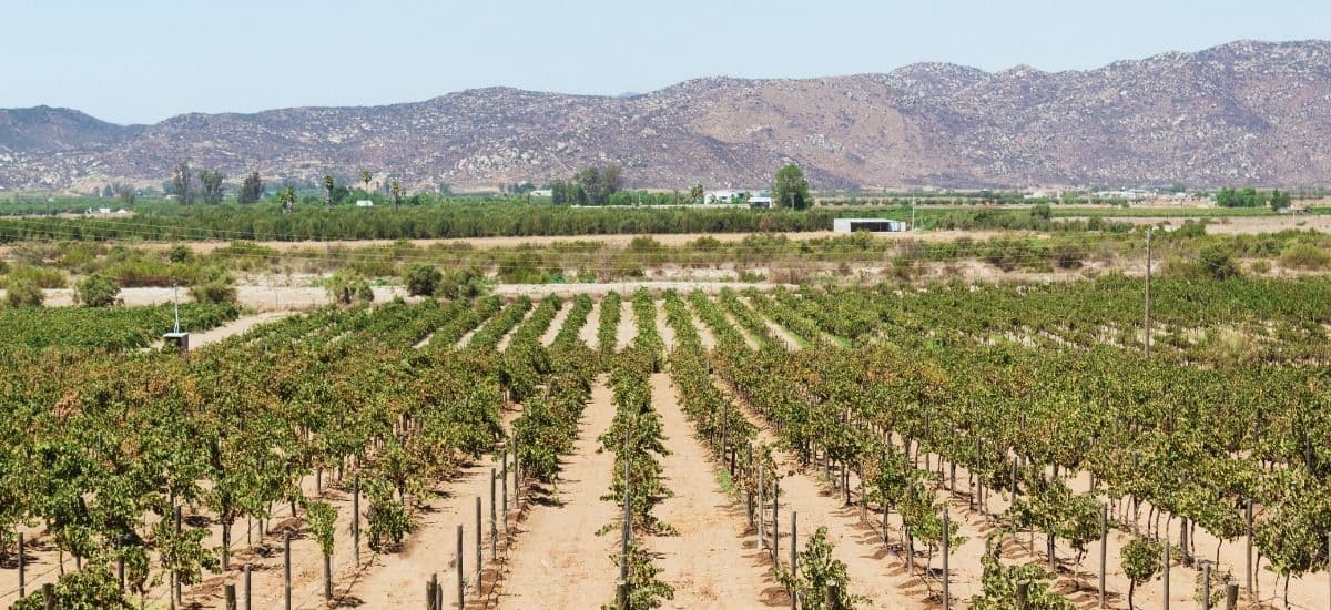 Mexico’s Guadalupe Valley is one of the oldest wine regions in the Americas shown here