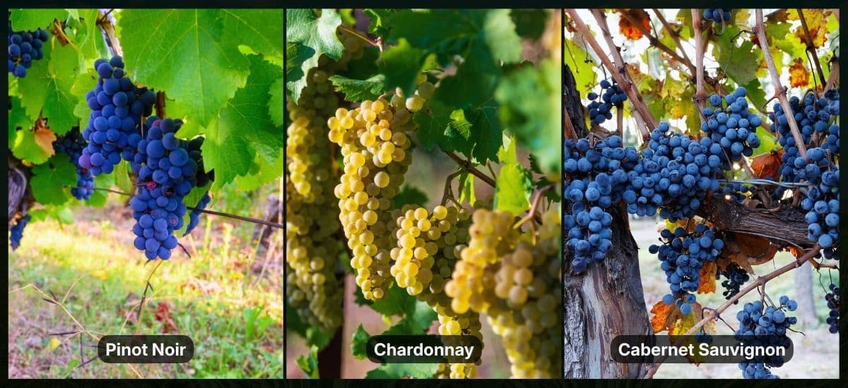 pinot noir chardonnay and cabernet sauvignon are the most popular grapes in california
