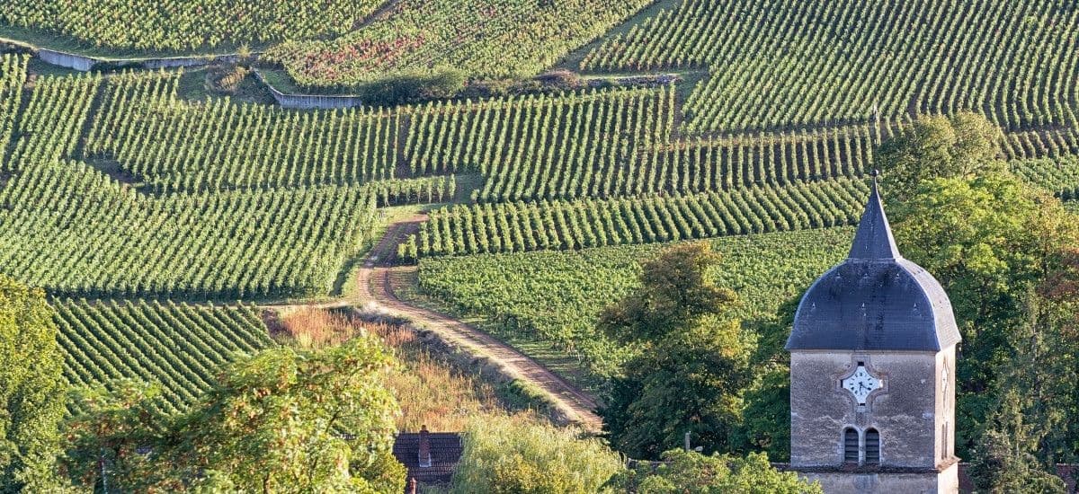 Bordeaux wine Merlot vineyard