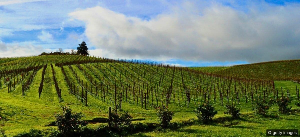 carneros area of sonoma county in california