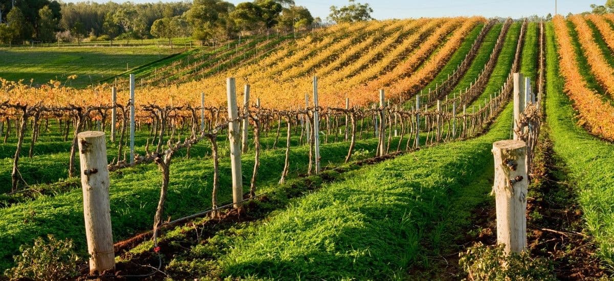 barossa valley vineyards in fall