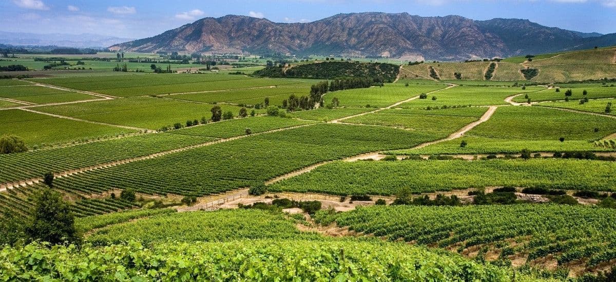 Merlot vineyard South Africa