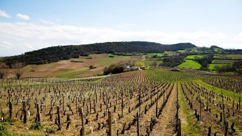 pinot noir in burgundy france
