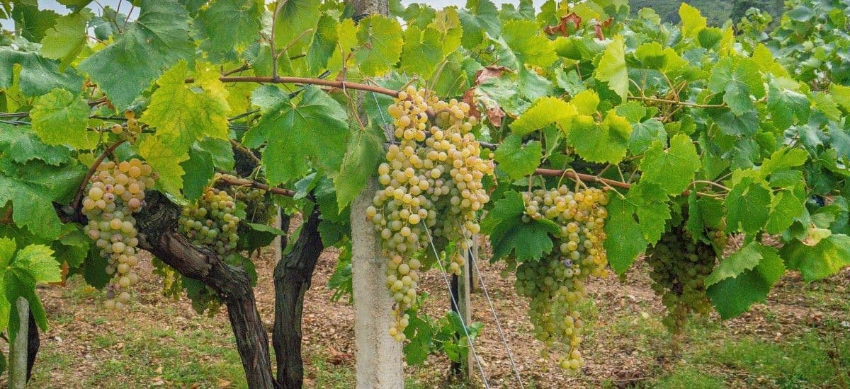 vermentino grapes hang on the wine in the gallura area of sardinia