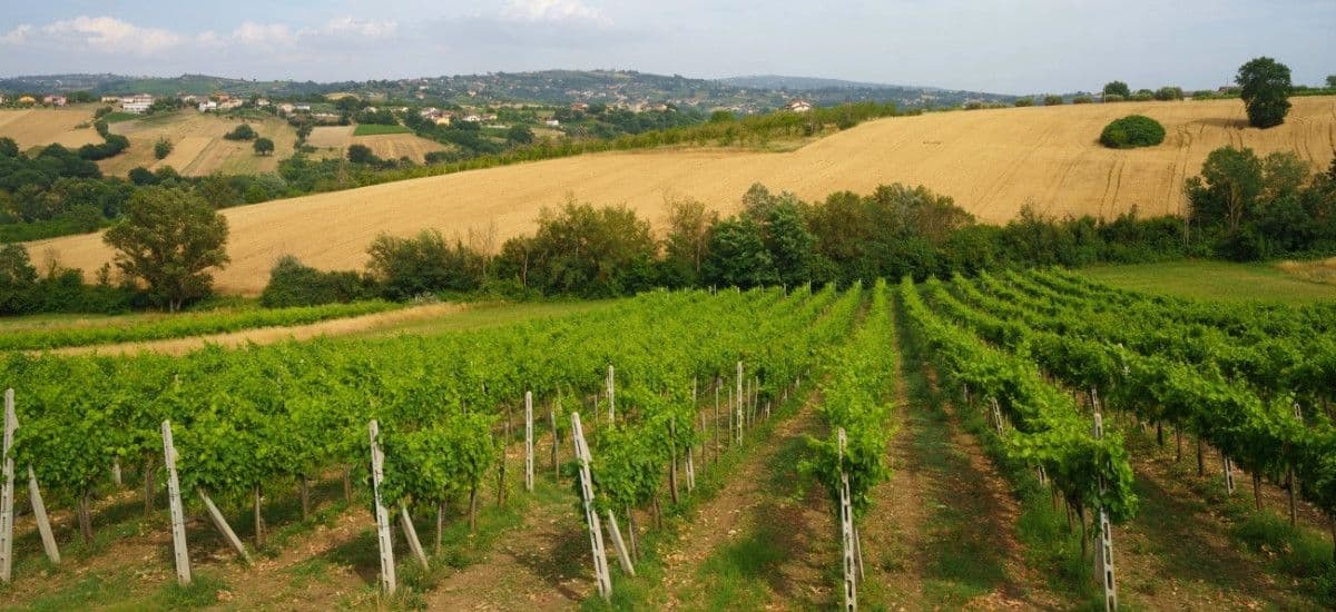 vineyards of campania italy