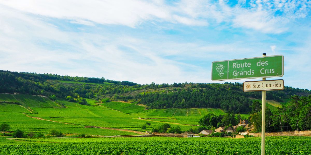 More on the Chardonnay grape